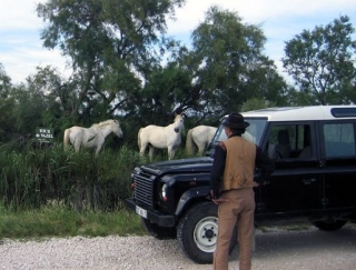  Camargue im Geländewagen 